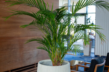 Large areca palm in a white textured pot stands in a hotel lobby with wood paneled walls, blue carpet and armchairs visible © Татьяна Швец