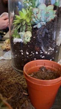 Building a Terrarium at a Workshop. Close up View of a Glas Container with Layers of Medium like Potting Soil, and Expanded Clay Balls, LECA, and Beautiful Echeveria Succulents and Fittonia Plants
