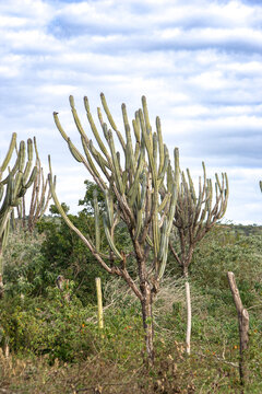Mandacaru do Sert&atilde;o