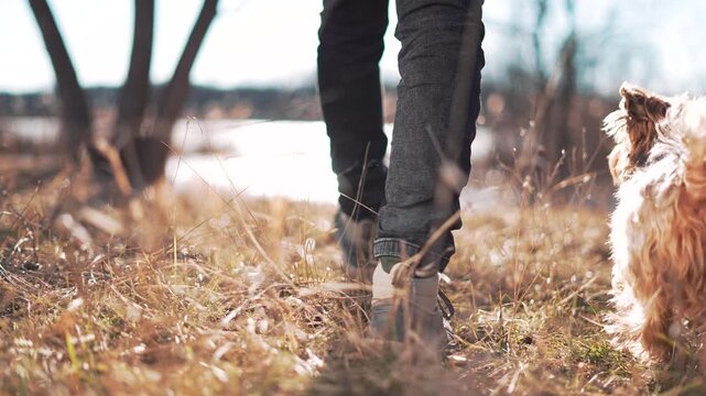 Person walking with dog on nature trail. Hiker boots step on dry grass path near lake. Person walks with pet outdoors. Dog follows owner on hiking path. Walking adventure with canine companion.