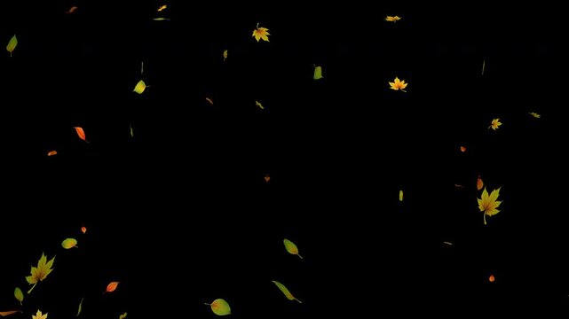 Smoothly falling leaves of different types on a black background. Leaves drifting in different directions. 4K video.
