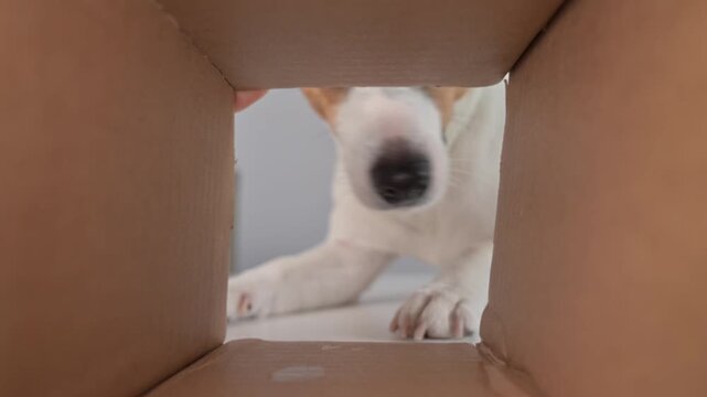 A funny Jack Russell Terrier dog looks into a cardboard box and eats food.