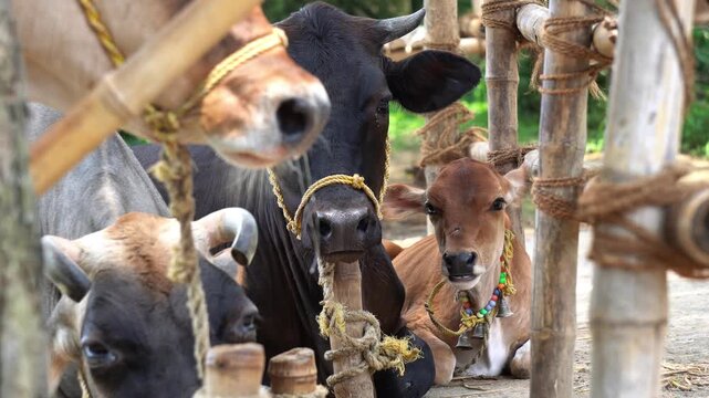 Group of Domestic Cows and Calf Tied with Ropes in a Bamboo Shelter. Close Up of Indian Dairy Cattle and a Small Calf Inside a Traditional Bamboo Shed. Indian Cows in a Rustic Bamboo Enclosure.