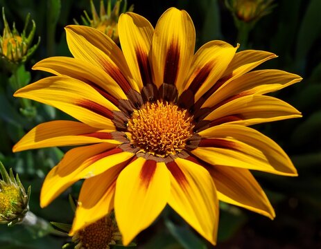 arizona beggarticks bidens aurea disc florets closeup flower tickseed plant decorative border plant