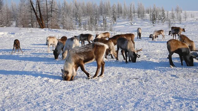 Numerous reindeer digging for food under the snow in a vast winter landscape. The north deer herd is foraging for lichen on a sunny day in the arctic tundra, surrounded by a frost covered forest