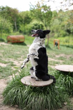 Cute dog doing trick on platform at training ground