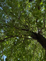 Fototapeta premium Beautiful tree with green leaves growing outdoors, bottom view