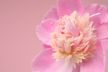 Obraz premium Beautiful peony flower on pink background, closeup. Space for text