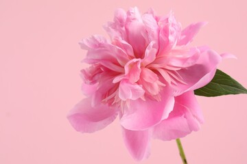 Fototapeta premium Beautiful peony flower on pink background, closeup