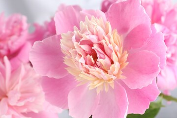 Obraz premium Beautiful pink peony flowers on blurred background, closeup