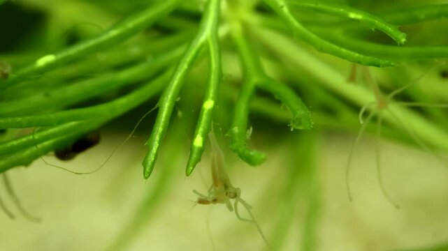 Hydra capturing and eating a chironomid larva, timelapse of prey being swallowed, scene 4 of 5, filmed underwater in a freshwater pond, macro close-up. 