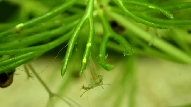 Hydra capturing and eating a chironomid larva, prey immobilized and ready to be swallowed, scene 3 of 5, filmed underwater in a freshwater pond, macro close-up. 