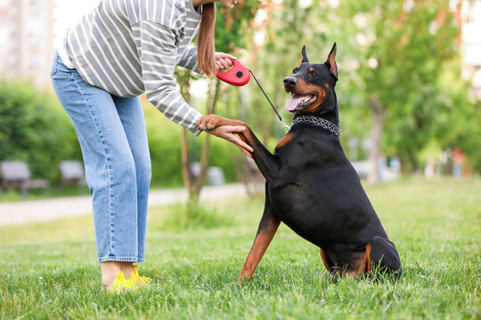 Adorable Dobermann dog giving paw to owner in park, closeup