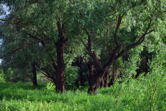 Brittle willow (Salix fragilis) or willow. Solotcha, Meshchera scenery, Russia