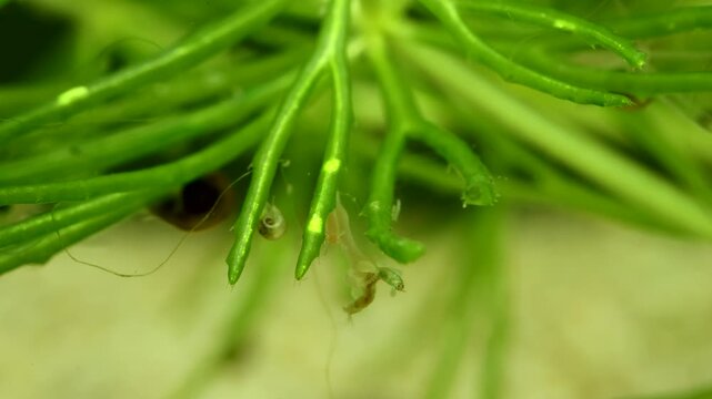 Hydra capturing and eating a chironomid larva, prey still moving while paralytic takes effect, scene 2 of 5, filmed underwater in a freshwater pond, macro close-up. 