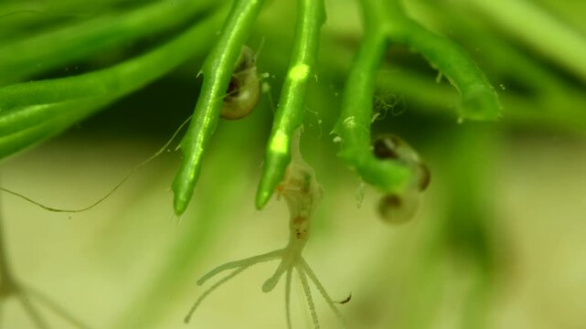 Hydra capturing and eating a chironomid larva, extreme close-up of pry in stomach, scene 5 of 5, filmed underwater in a freshwater pond, extreme macro close-up. 