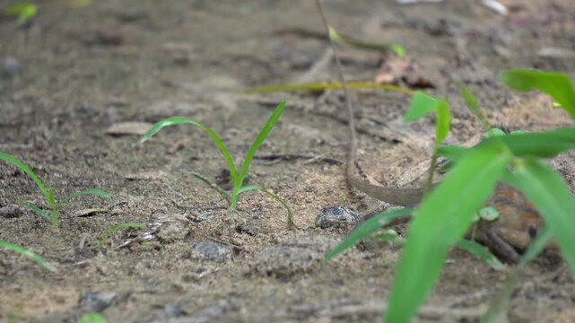 Close Up of Changeable Lizard Hiding in Wild Grass in an Indian Garden.