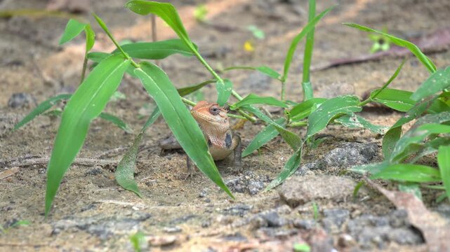 Close Up of Changeable Lizard Hiding in Wild Grass in an Indian Garden. Macro Shot of Small Indian Garden Lizard Reptile in Natural Habitat.