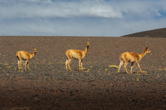 herd of vicu&ntilde;as in the Andes