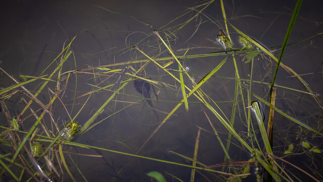 tadpoles in the water in a pond.