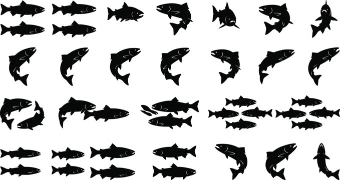 Salmon Fish Silhouette Collection with Swimming Poses Schooling Groups and Aquatic Wildlife Vector