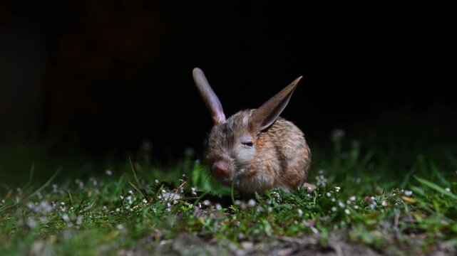 A Williams' jerboa explores green grass at night, raising its long ears, sniffing the ground, and looking around curiously in the dark.