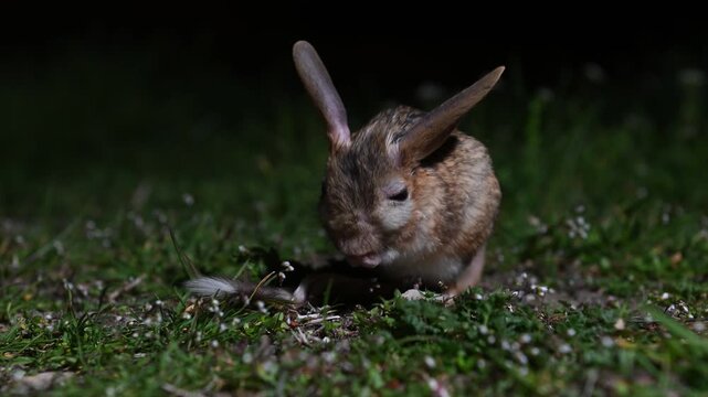 A Williams' jerboa grooms itself on green grass at night, meticulously licking its long hind paws and fluffy black-and-white tail.