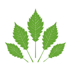 Fototapeta premium Green leaves vector illustration on transparent background