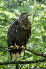 White-Tailed Eagle in Natural Forest Habitat in Wolinski National Park, Poland © Art L