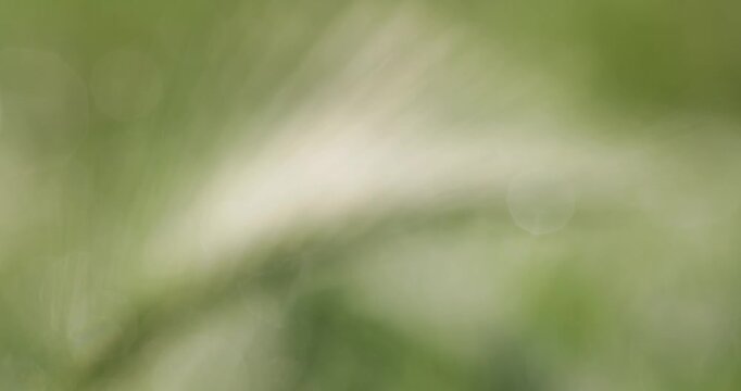 Morning dew drops on green grass ear in a meadow