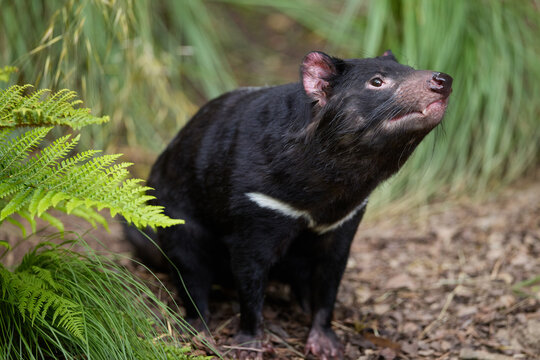 Tasmanian Devil Snarls (Sarcophilus harrisii) in Zoo Enclosure Habitat, Real Photo