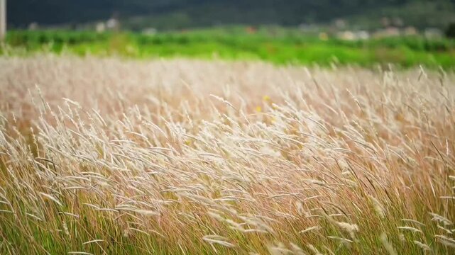 Horizontal video in slow motion at 1080p at 60 fps of the wind moving the tall grass in a moorland
