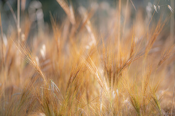Fototapeta premium Softly focused wild grass seed heads in warm golden tones, capturing the essence of late spring and summer landscapes with airy texture, natural movement, and earthy colors.