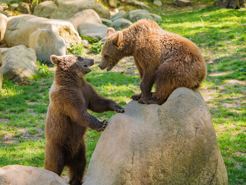 Two young brown grizzly bears playfully interacting and fighting on large rocks in a wildlife sanctuary, showcasing dynamic natural animal behavior and active wildlife concepts