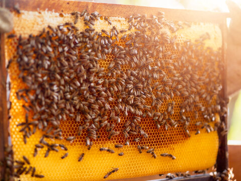 Bees cluster on honeycomb filled with golden honey. Bees work actively on honeycomb surface. Warm sunlight highlights bees and honeycomb texture. Honeycomb structure visible with hexagonal cells