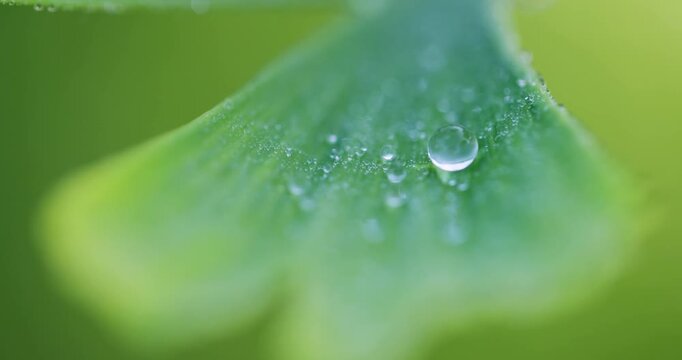 Close up of water drops on a green Ginkgo Biloba leaf