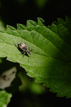 Weevil on a sunlit leaf