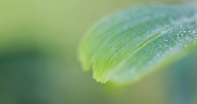 Close up of green ginkgo biloba leaf with morning dew