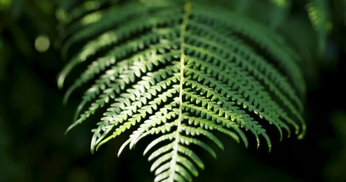 Green fern leaf swaying gently in the wind