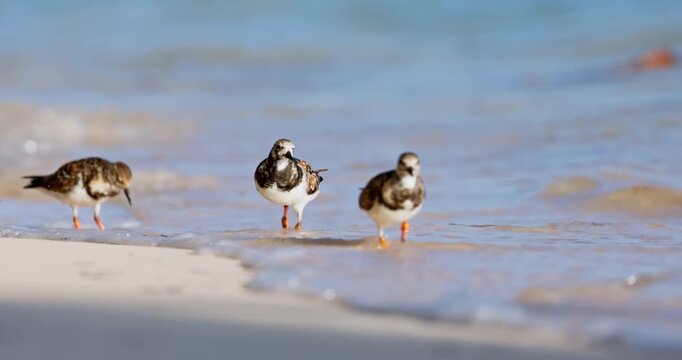 Ruddy turnstone shorebirds walking walking on the sea shore sand of sandy beach