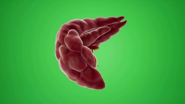 Detailed 3D Animation Of Pancreas Showing Disease Effects With Chroma Key Green Background For Medical And Healthcare Visuals