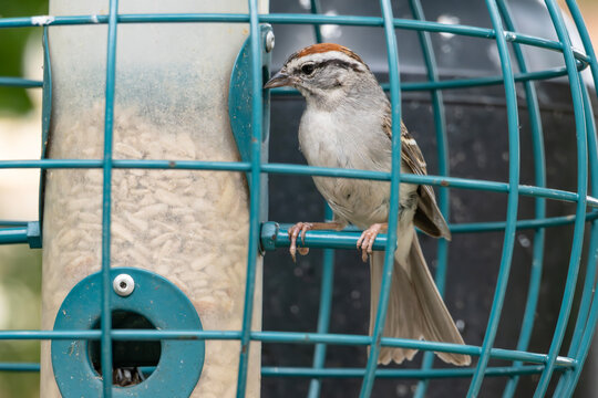Close Up of a Chipping Sparrow Sitting on a Perch in a Globe Feeder