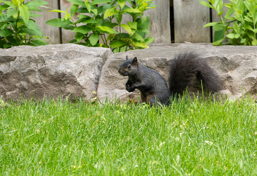 Black Squirrel Standing in Front some Armor Rocks Staring at the Camera