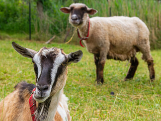 Goat resting in a meadow with a sheep in a rural pasture   Koza odpoczywa na łące z owcą na pastwisku wiejskim © Adrian White