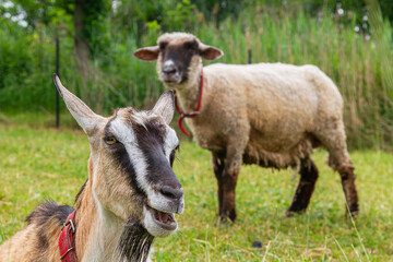 Goat resting in a meadow with a sheep in a rural pasture   Koza odpoczywa na łące z owcą na pastwisku wiejskim © Adrian White