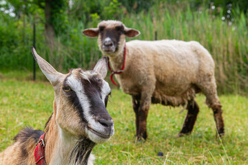 Goat resting in a meadow with young goats and sheep in a rural pasture   Koza odpoczywa na łące z młodymi kozami i owcami na pastwisku wiejskim  © Adrian White