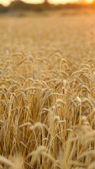 Golden wheat field at sunset, ready for harvest, with soft light illuminating the stalks © PULSE