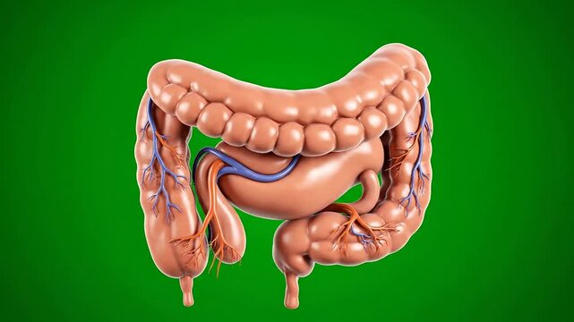 Detailed 3D CGI Medical Animation of Pancreas with Realistic Anatomical Features Isolated on Green Screen Background