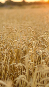 Golden wheat field at sunset, ready for harvest, with soft light illuminating the stalks