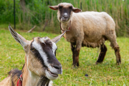 Goat resting in a meadow with sheep in a rural pasture | Koza odpoczywająca na łące z owcą na pastwisku wiejskim